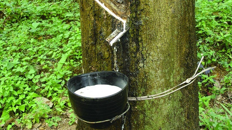 Кот-д'Ивуар вошел в тройку лидеров по производству натурального каучука