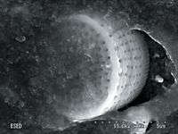 ig30 полости от кристаллов силики ig30 полости от кристаллов силики